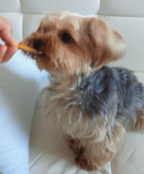 モコ（野菜クッキー）