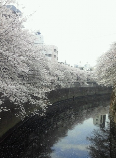 桜満開