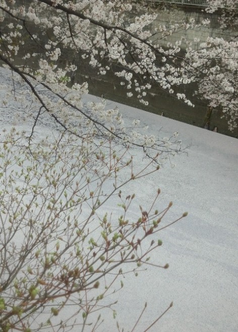 桜のじゅうたん
