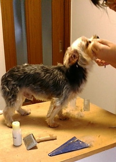 モコ（カット）