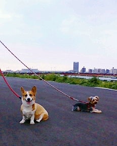 お散歩（休憩）