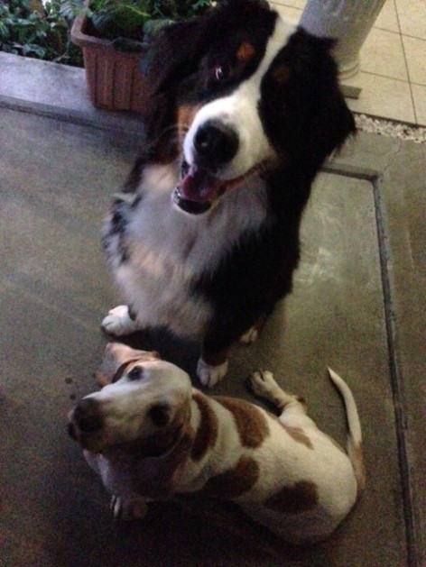 お薬くださいな